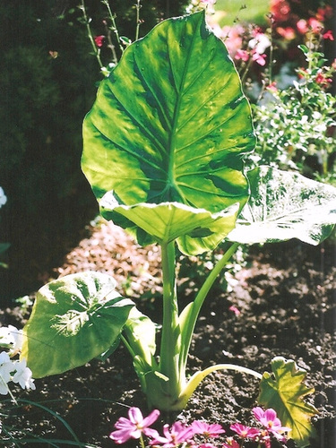 Alocasia Macrorrhiza