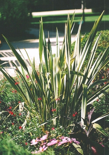 Phormium tenax (2)