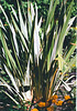 Phormium tenax