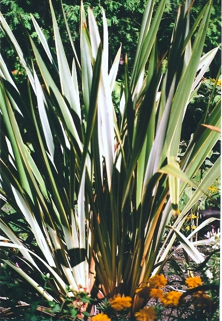 Phormium tenax