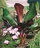 Ensete ventricosum maurelli