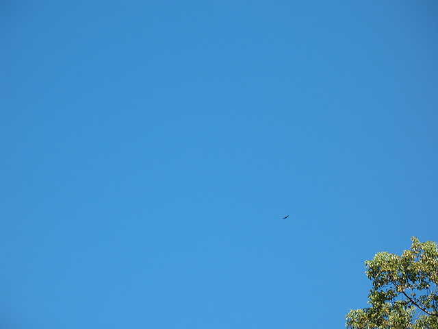 sky and a raptor..