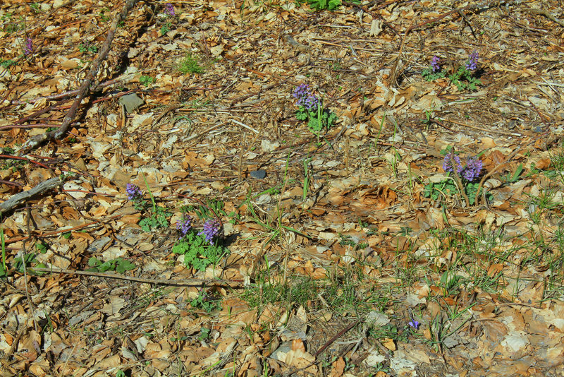 Corydalis solida