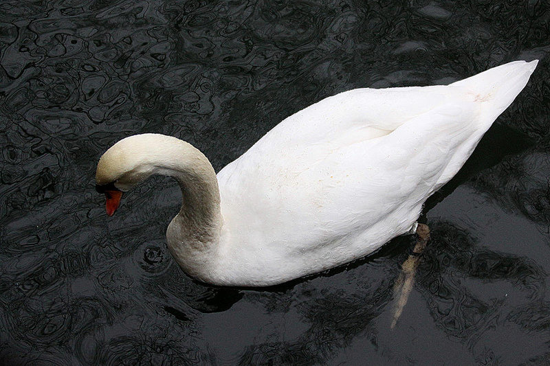 20110101 9170Aw [D~OB] Höckerschwan (Cygnus olar), Oberhausen