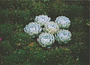 Echeverias