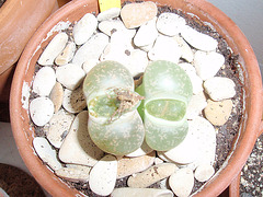 lithops P3140175