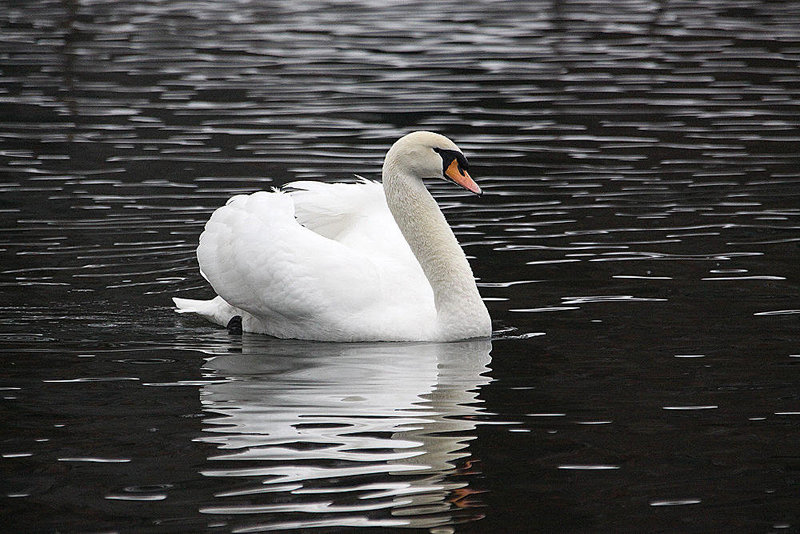 20110101 9147Aw [D~OB] Höckerschwan (Cygnus olar), Oberhausen