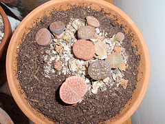 lithops P3140176