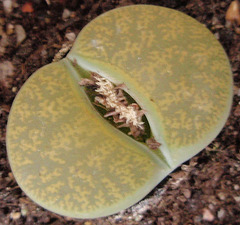 lithops P3140177-2