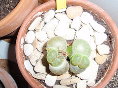 lithops P3300248