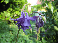 blaue Akelei (Aquilegia vulgaris)