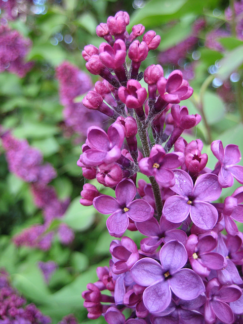 Flieder (Syringa Vulgaris)