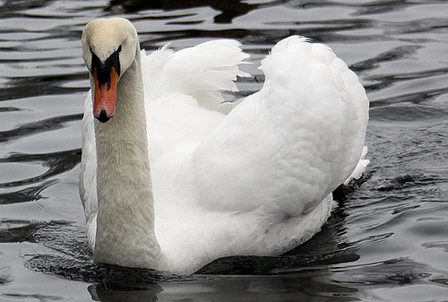 20110101 9128Aw [D~OB] Höckerschwan (Cygnus olar), Oberhausen