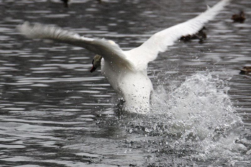 20110101 9121Aw [D~OB] Höckerschwan (Cygnus olar), Kaisergarten, Oberhausen