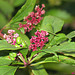 Just interesting...  "Pokeweed, Phytollacca "