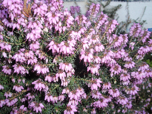 bruyére P3210220