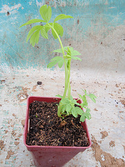 dicentra spectabilis 'alba' P3200183