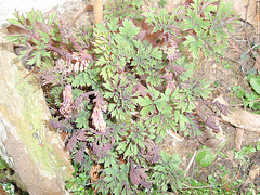 dicentra spectabilis P3250226