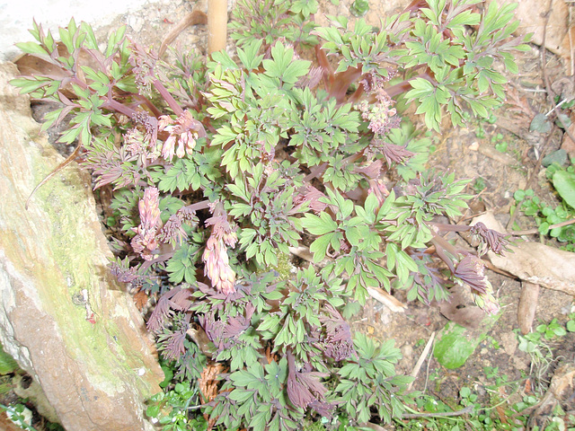 dicentra spectabilis P3250226