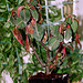 Impatiens morsei