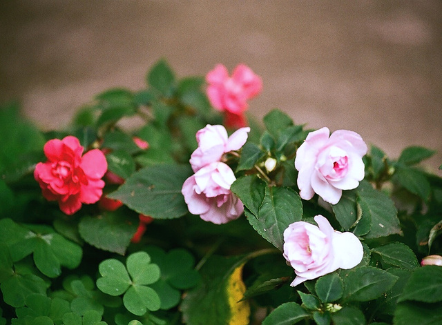 Impatiens walleriana double au jardin