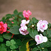 Impatiens walleriana double au jardin