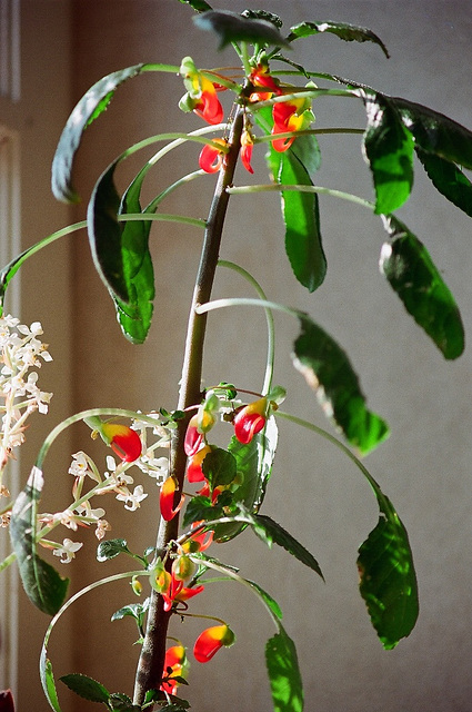 Impatiens niamniamensis- impatiens de Zanzibar