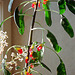 Impatiens niamniamensis- impatiens de Zanzibar