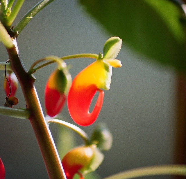 Un fleur de niamniam