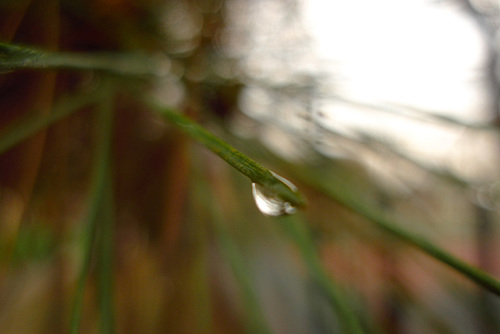 After rain III.
