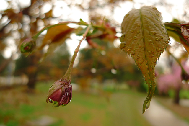 After rain II.