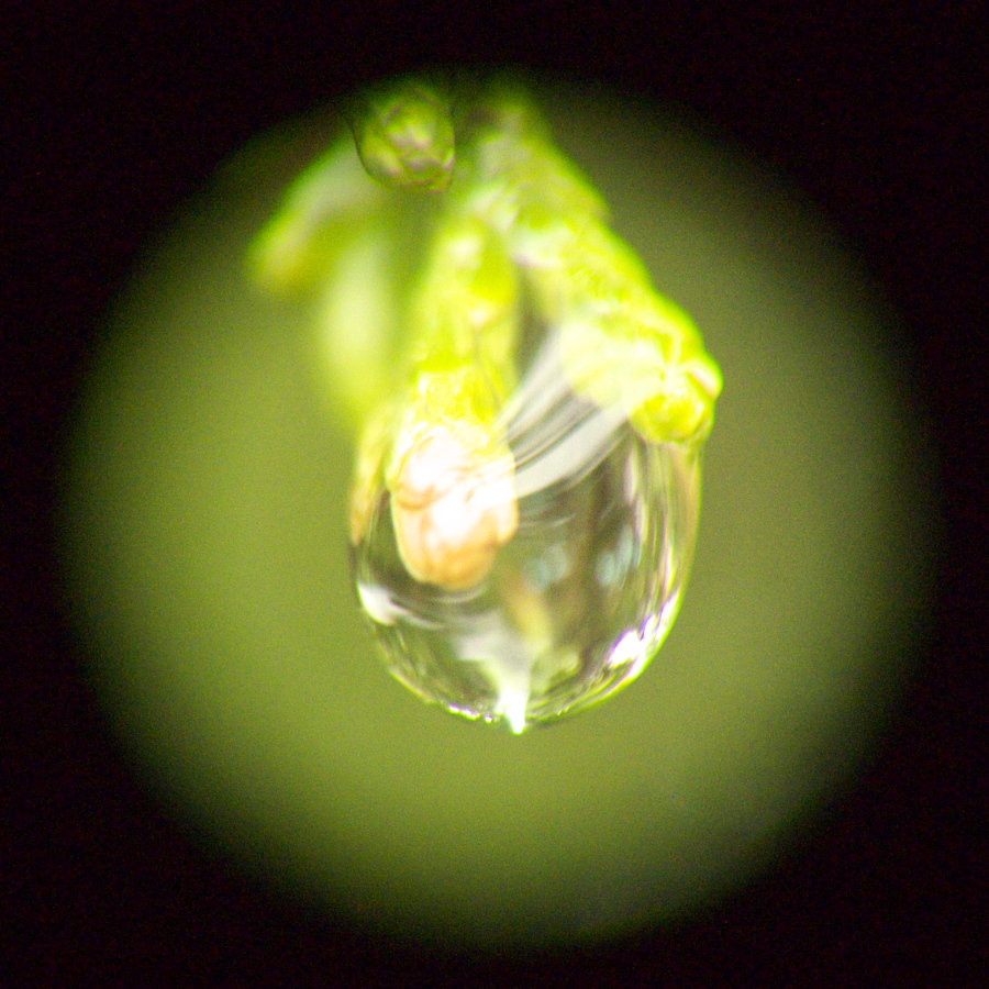 Waterdrop