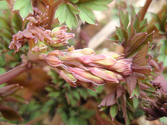 dicentra spectabilis P3250227