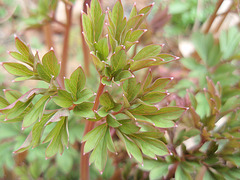 dicentra spectabilis P3250228