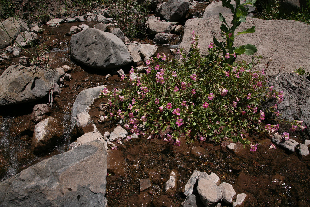 Wild Mimulus