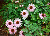 Echinacea purpurea