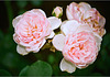 rose ancienne