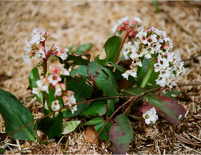 Bergenia