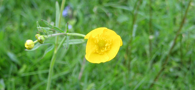 Hahnenfuß (Ranunculus)