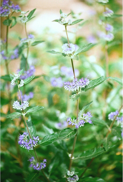 Caryopteris