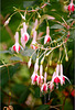 Fuchsias