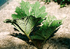 Gunnera