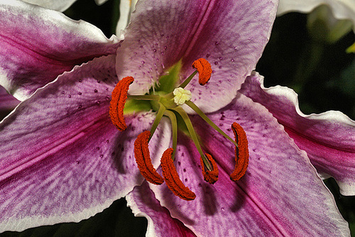 Mauve Lily – National Arboretum, Washington D.C.