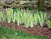 Iris pallida aureo variegata