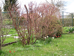 Stauden (Hartriegelsträucher - Cornus) zum Nachbarn