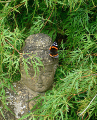 buddha and butterfly