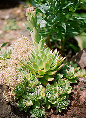 Sempervivum tectorum