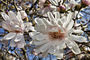 Blowin' in the Wind – National Arboretum, Washington D.C.