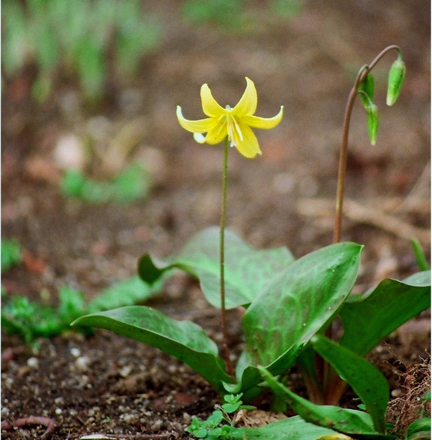 Erythronium pagoda