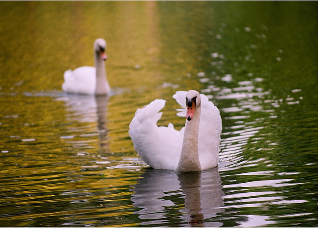 cygnes tuberculés